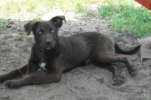 Trzy miesięczny, czekoladowy szczeniak w typie lab
