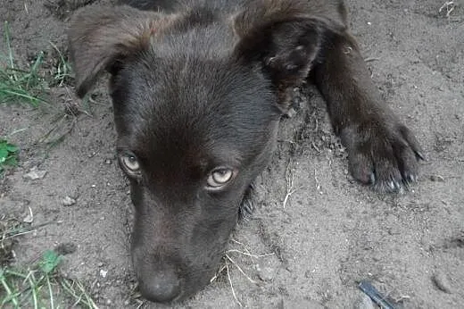Trzy miesięczny, czekoladowy szczeniak w typie lab