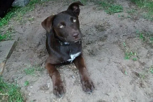Trzy miesięczny, czekoladowy szczeniak w typie lab
