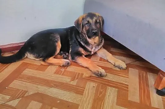 Śliczna sunia 6 miesięcy