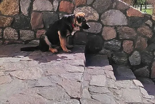 Śliczna sunia 6 miesięcy