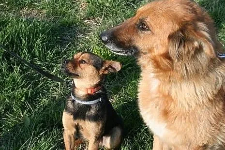 Koka i Kumpel, cudowni psi przyjaciele do adopcji!, Kundelki cała Polska