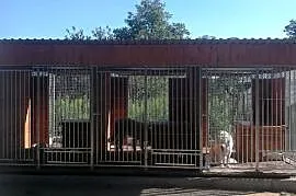 kojec buda  boks dla psów
