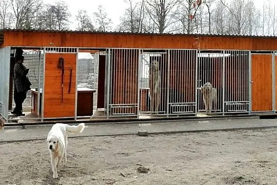 kojec buda  boks dla psów, Łódzkie, Skierniewice