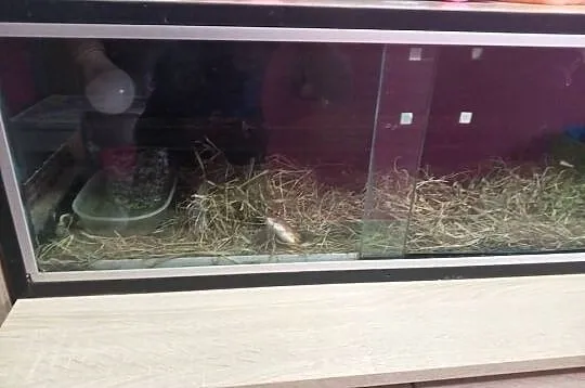 2 węże zbożowe, Śląskie, Ruda Śląska