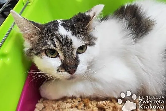 Hania w puszystym futerku,  małopolskie Kraków