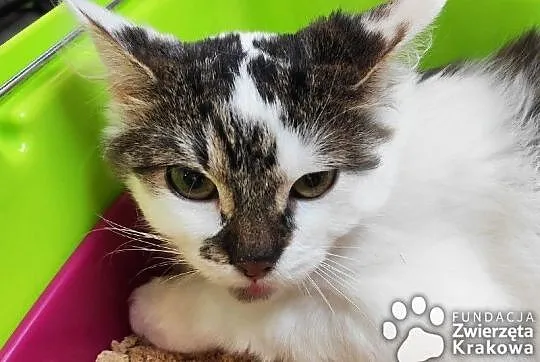 Hania w puszystym futerku,  małopolskie Kraków, Małopolskie, Kraków