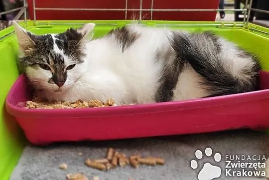 Hania w puszystym futerku,  małopolskie Kraków, Małopolskie, Kraków