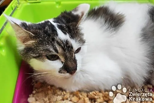 Hania w puszystym futerku,  małopolskie Kraków, Małopolskie, Kraków