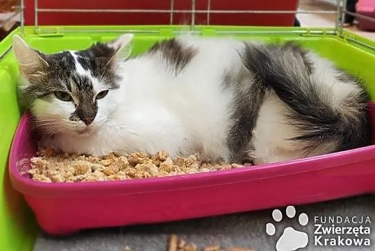 Hania w puszystym futerku,  małopolskie Kraków, Małopolskie, Kraków