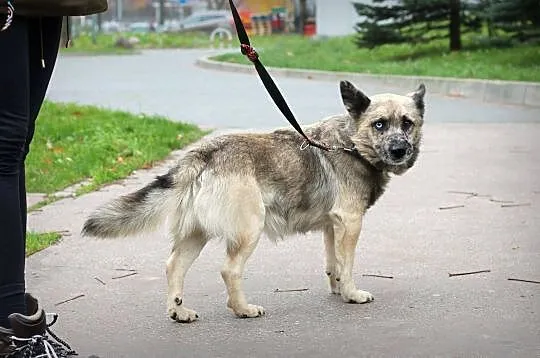 FERO - cudowny pies o cudownych oczach!, Warszawa