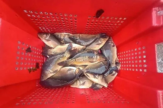 Karp kroczek 30-60dag i większe, dostępne