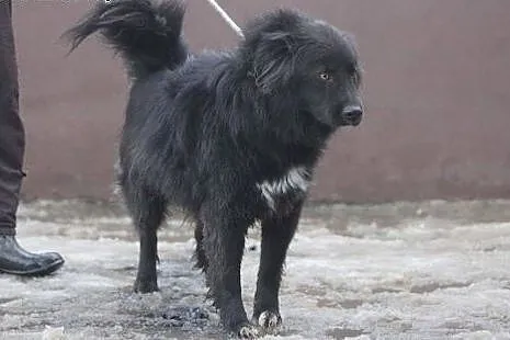 Stefek duży, piękny, towarzyski piesek szuka kocha