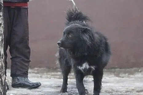 Stefek duży, piękny, towarzyski piesek szuka kocha