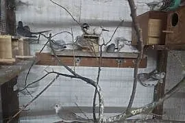 Sprzedam gołąbki diamentowe szeki