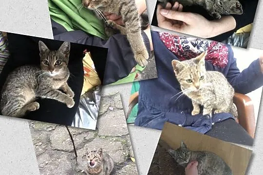 Koteczka Niunia szuka domu