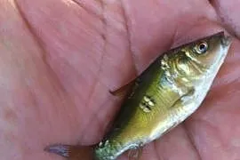 Karp narybek