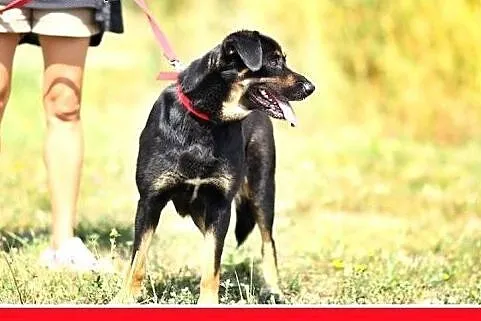 Do dzieci,rodzinna,łagodna,wesoła,przyjazna 23kg suczka MEDORKA,  małopolskie Kraków