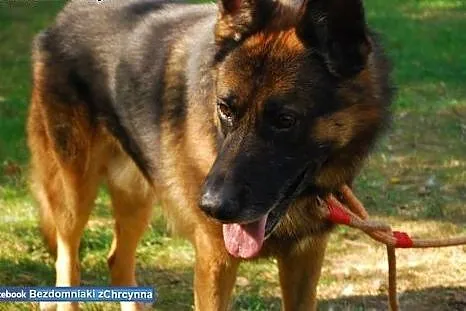 Tyron - piękny 4 letni owczarek niemiecki czeka na