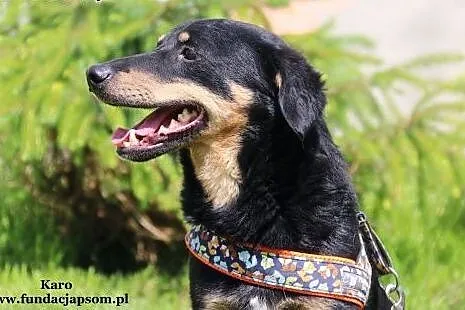 Karo - mały, wrażliwy piesek,  mazowieckie Nowy Dw
