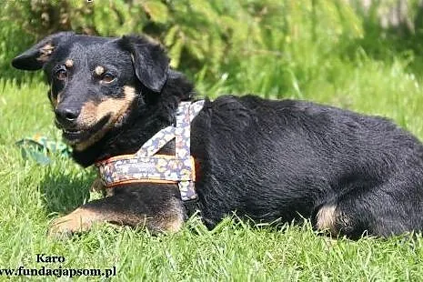 Karo - mały, wrażliwy piesek,  mazowieckie Nowy Dw