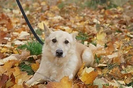 Wyjątkowy Biszkopcik od 9 lat szuka domu!,  mazowi