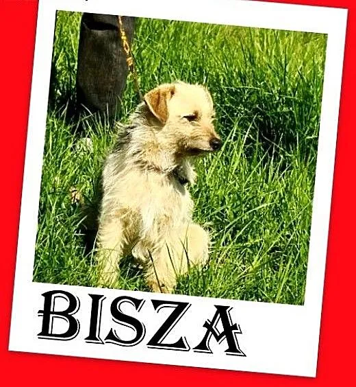 9 kg,mała,delikatna,łagodna suczka BISZA do domu z