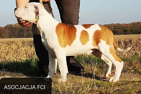 American Staffordshire Terrier szczenięta z metryk, Wrocław