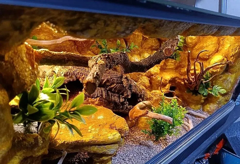 Terrarium dla gekon 80x40x40, Wielkopolskie, Ostrów Wielkopolski
