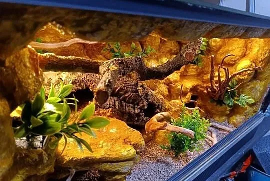 Terrarium dla gekon 80x40x40, Wielkopolskie, Ostrów Wielkopolski