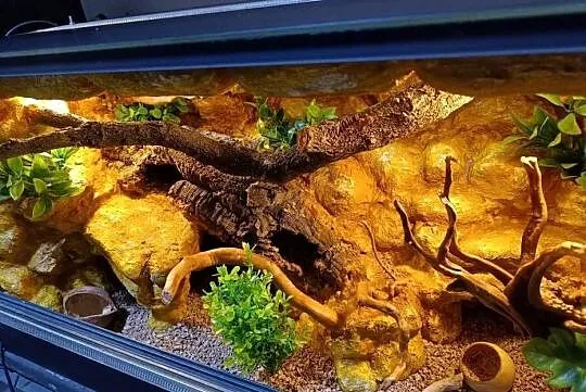 Terrarium dla gekon 80x40x40, Wielkopolskie, Ostrów Wielkopolski