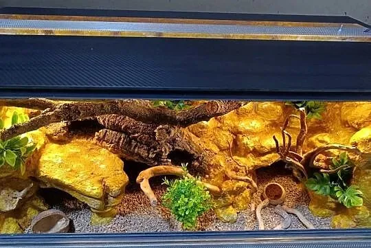 Terrarium dla gekon 80x40x40, Wielkopolskie, Ostrów Wielkopolski