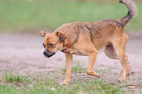Kochany 1, 5 roczny Dexterek szuka dobrego domu!, 
