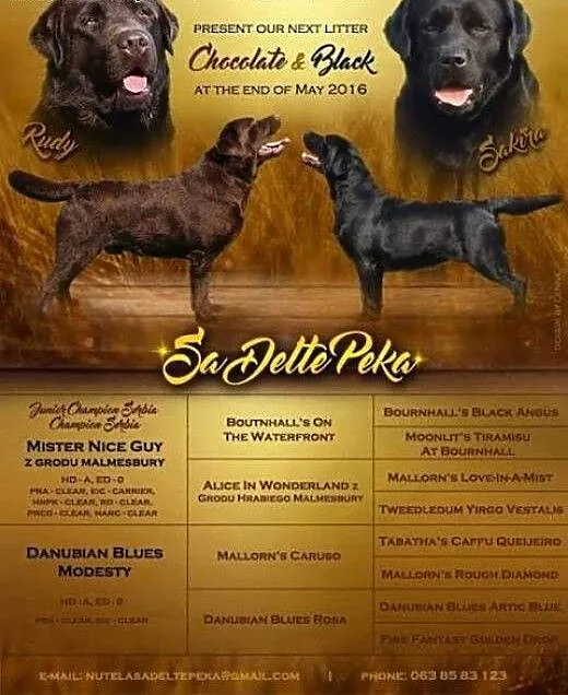 Labrador Retriever, czekoladowe i czarne szczenięt