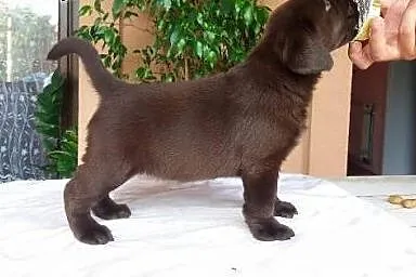 Labrador Retriever, czekoladowe i czarne szczenięt