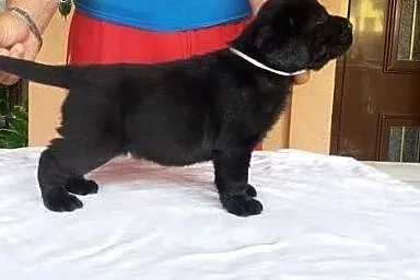 Labrador Retriever, czekoladowe i czarne szczenięt