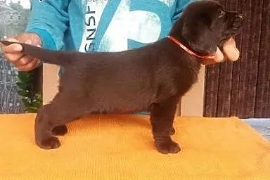 Labrador Retriever, czekoladowe i czarne szczenięt