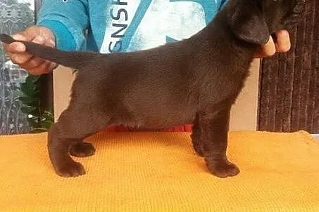 Labrador Retriever, czekoladowe i czarne szczenięt