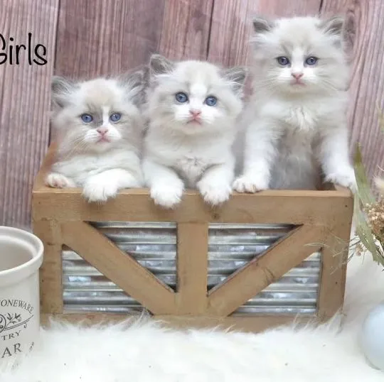 Absolutnie piękne kocięta rasy ragdoll Blue Mitted... napisz do mnie na, , Alojzów