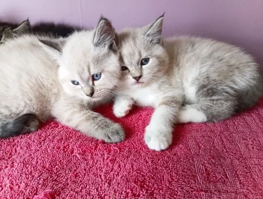 Absolutnie piękne kocięta rasy ragdoll Blue Mitted... napisz do mnie na, , Alojzów