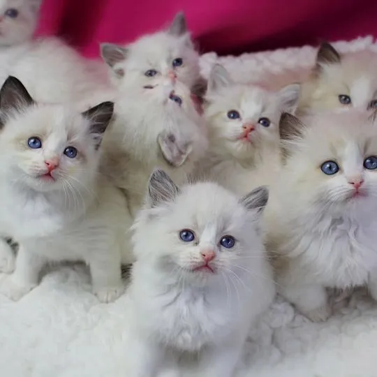 Absolutnie piękne kocięta rasy ragdoll Blue Mitted... napisz do mnie na, , Alojzów