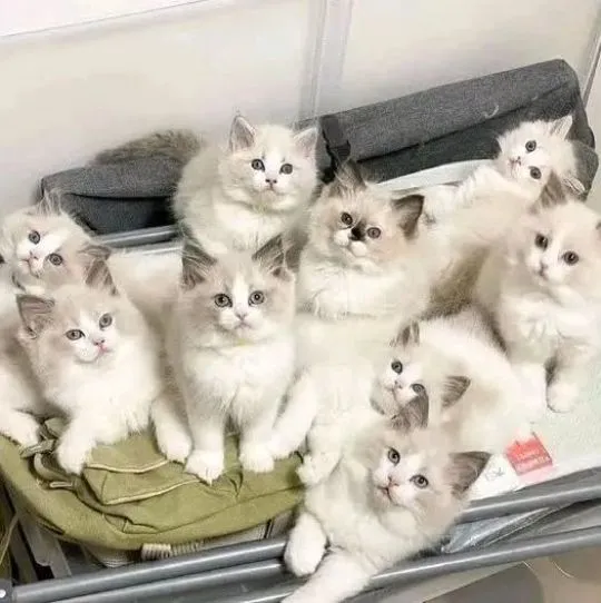 Absolutnie piękne kocięta rasy ragdoll Blue Mitted... napisz do mnie na, , Alojzów