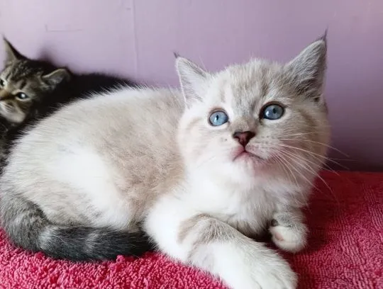 Absolutnie piękne kocięta rasy ragdoll Blue Mitted... napisz do mnie na