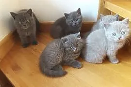 Kocięta,kotki brytyjskie z rodowodem,mazowieckie, , Warszawa