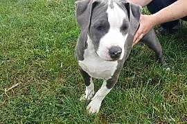 Piesek Amstaff American Staffordshire Terrier blue z rodowodem