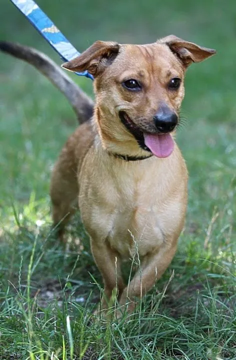 Nikuś do adopcji, Śląskie, Gliwice