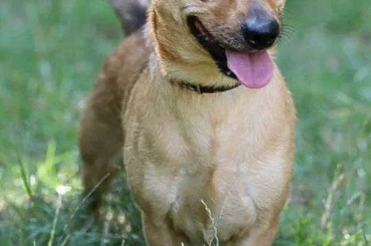 Nikuś do adopcji
