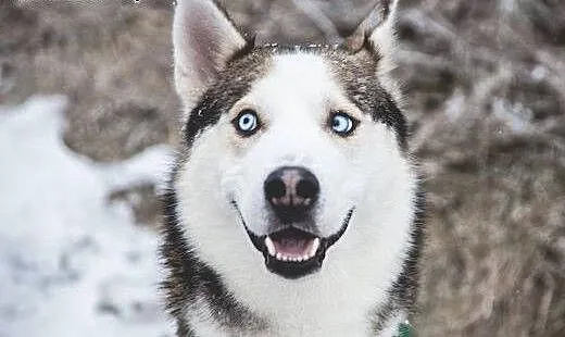 Oks, młody, przepiękny HUSKY, wesoły i uśmiechnięt