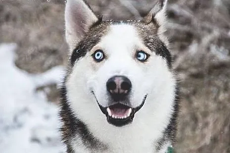 Oks, młody, przepiękny HUSKY, wesoły i uśmiechnięt