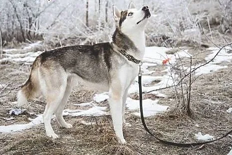 Oks, młody, przepiękny HUSKY, wesoły i uśmiechnięt